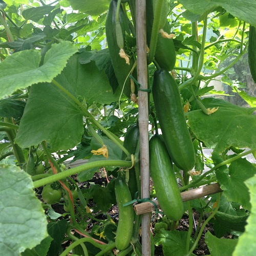 Cucumber Mini Munch